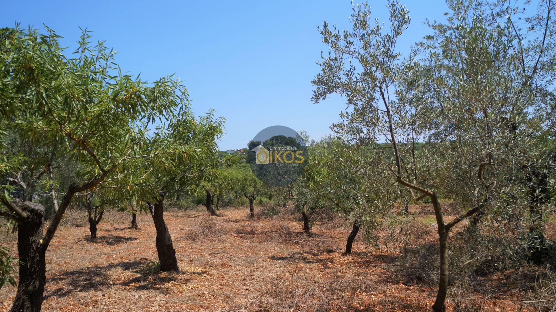 Terreno Agricolo in vendita a Monopoli