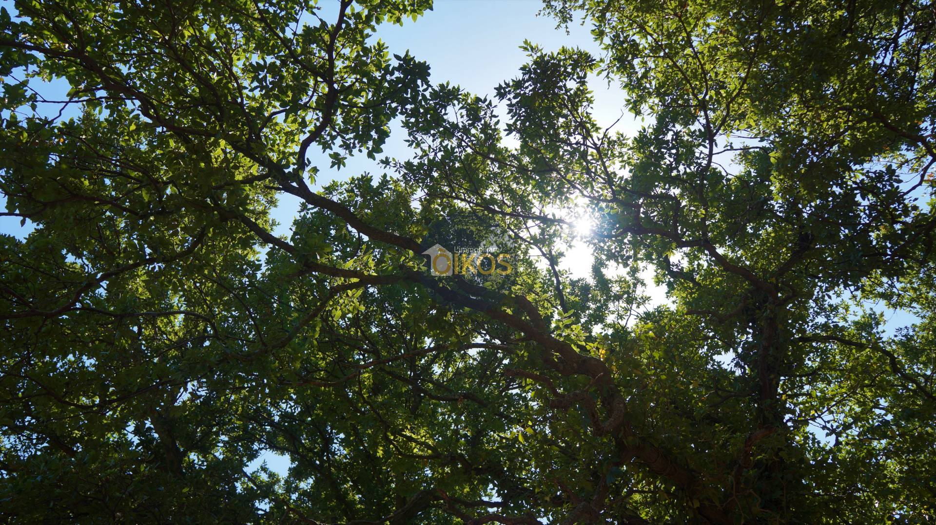 Terreno Agricolo in vendita a Monopoli