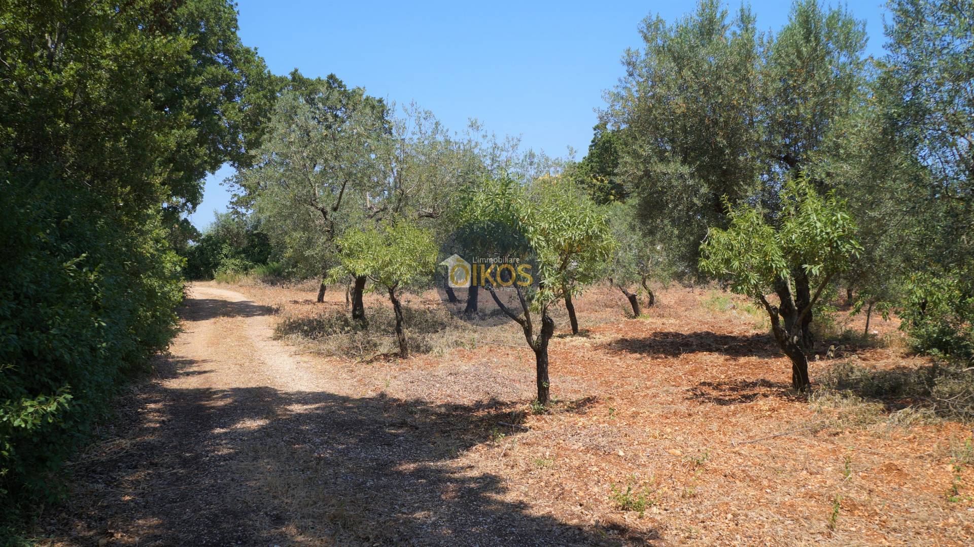 Terreno Agricolo in vendita a Monopoli