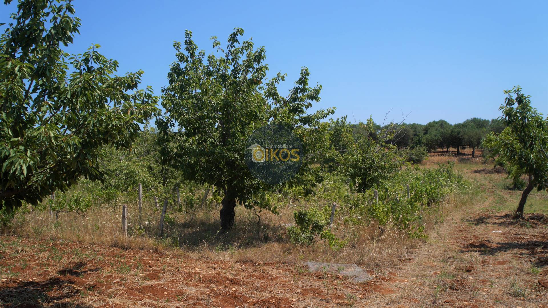 Terreno Agricolo in vendita a Monopoli