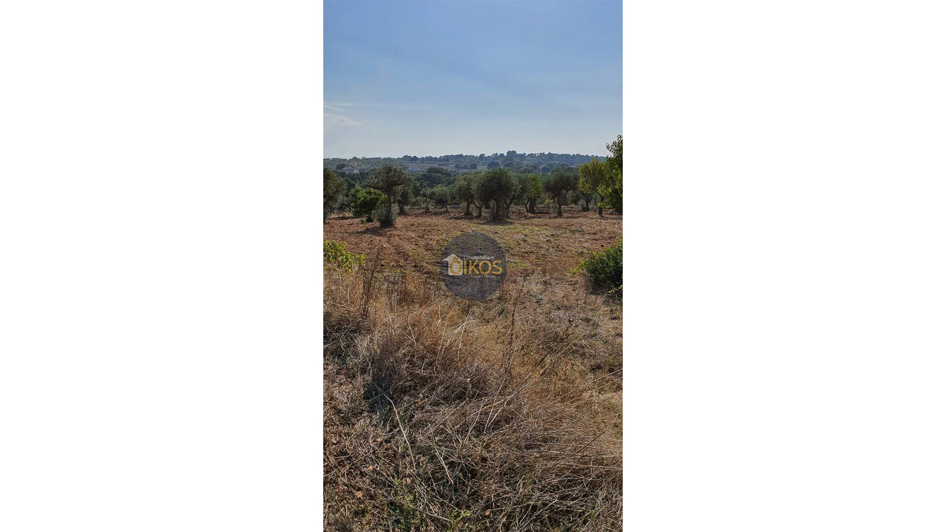 Terreno Agricolo in vendita a Monopoli