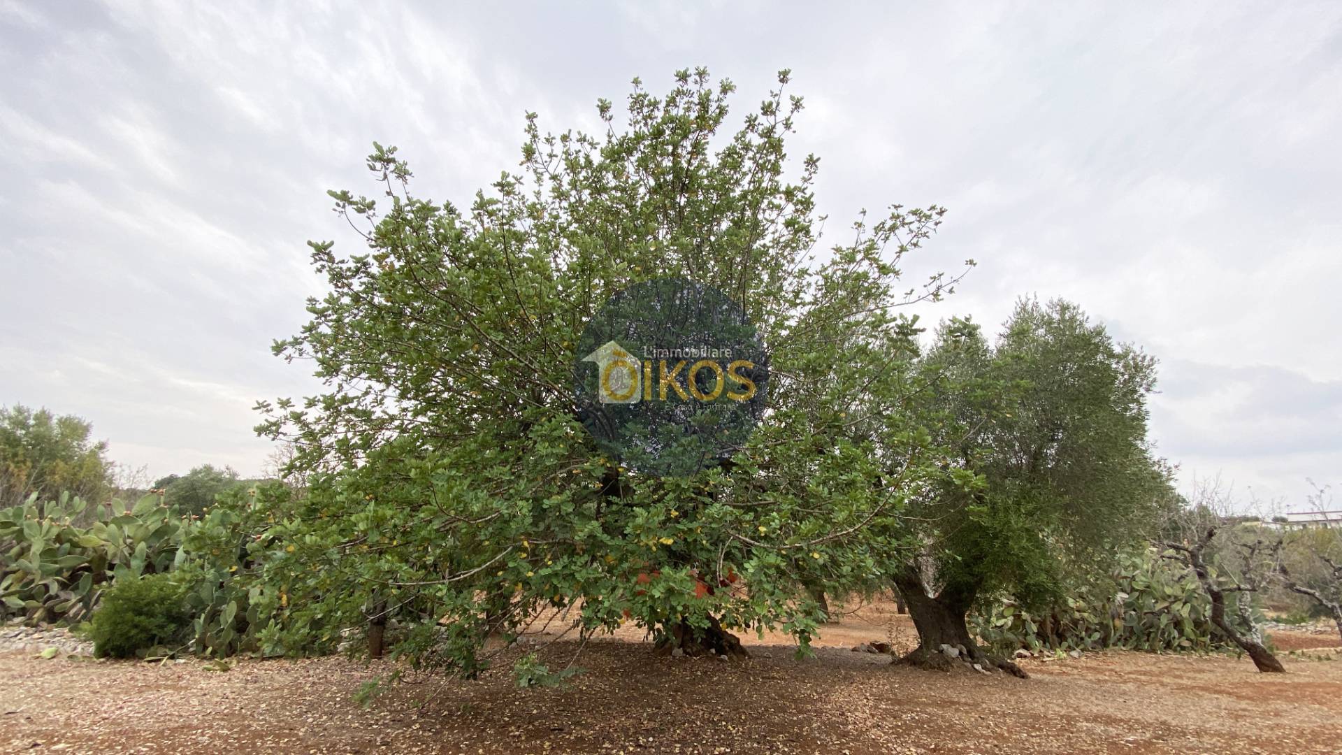 Terreno edificabile in vendita a Monopoli