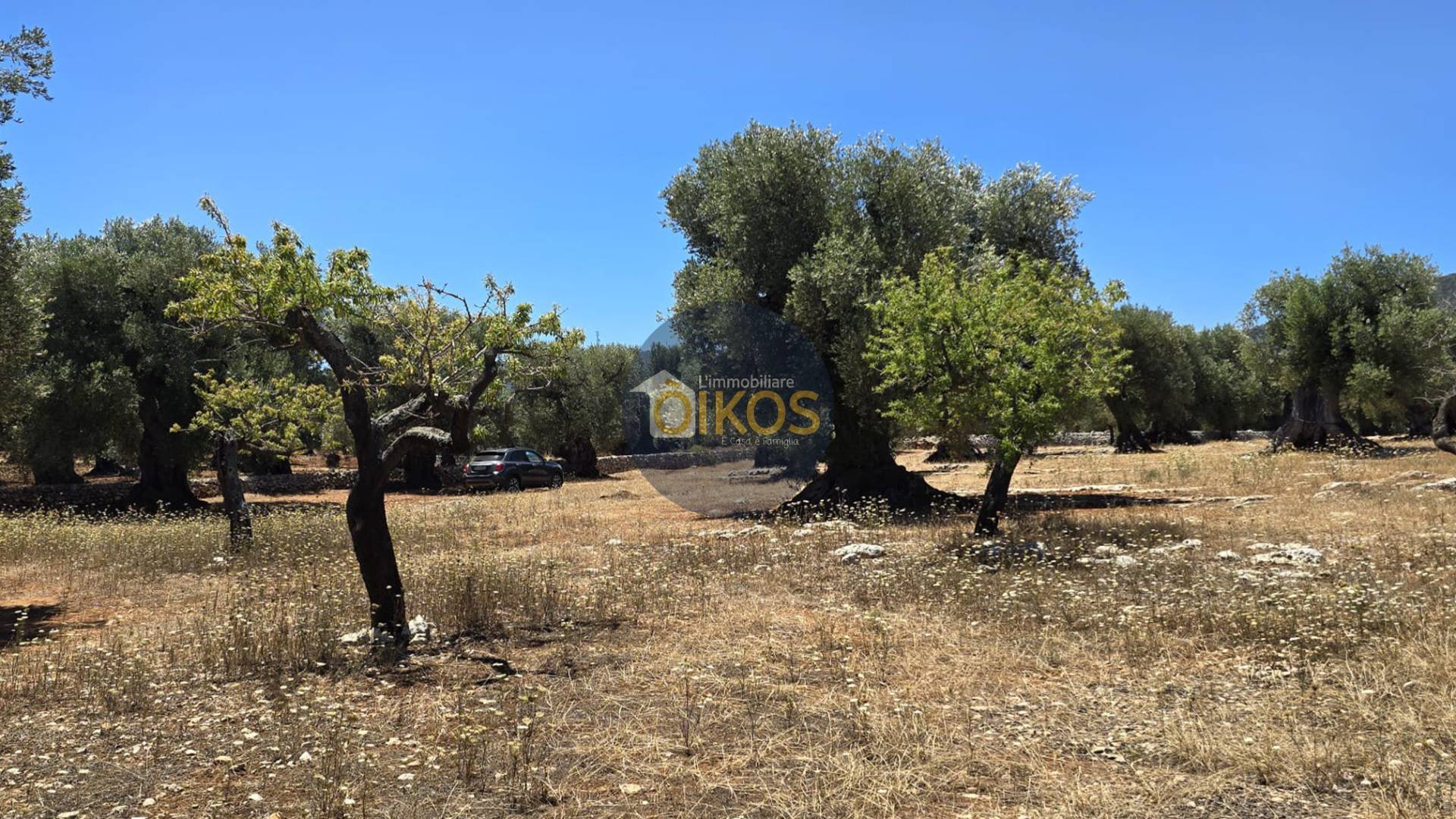 Terreno Agricolo in vendita a Monopoli