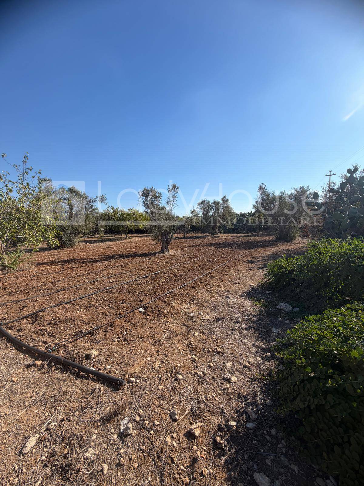 Terreno Agricolo in vendita a Alezio