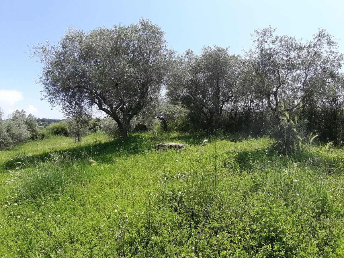 Terreno in vendita a Ottaviano