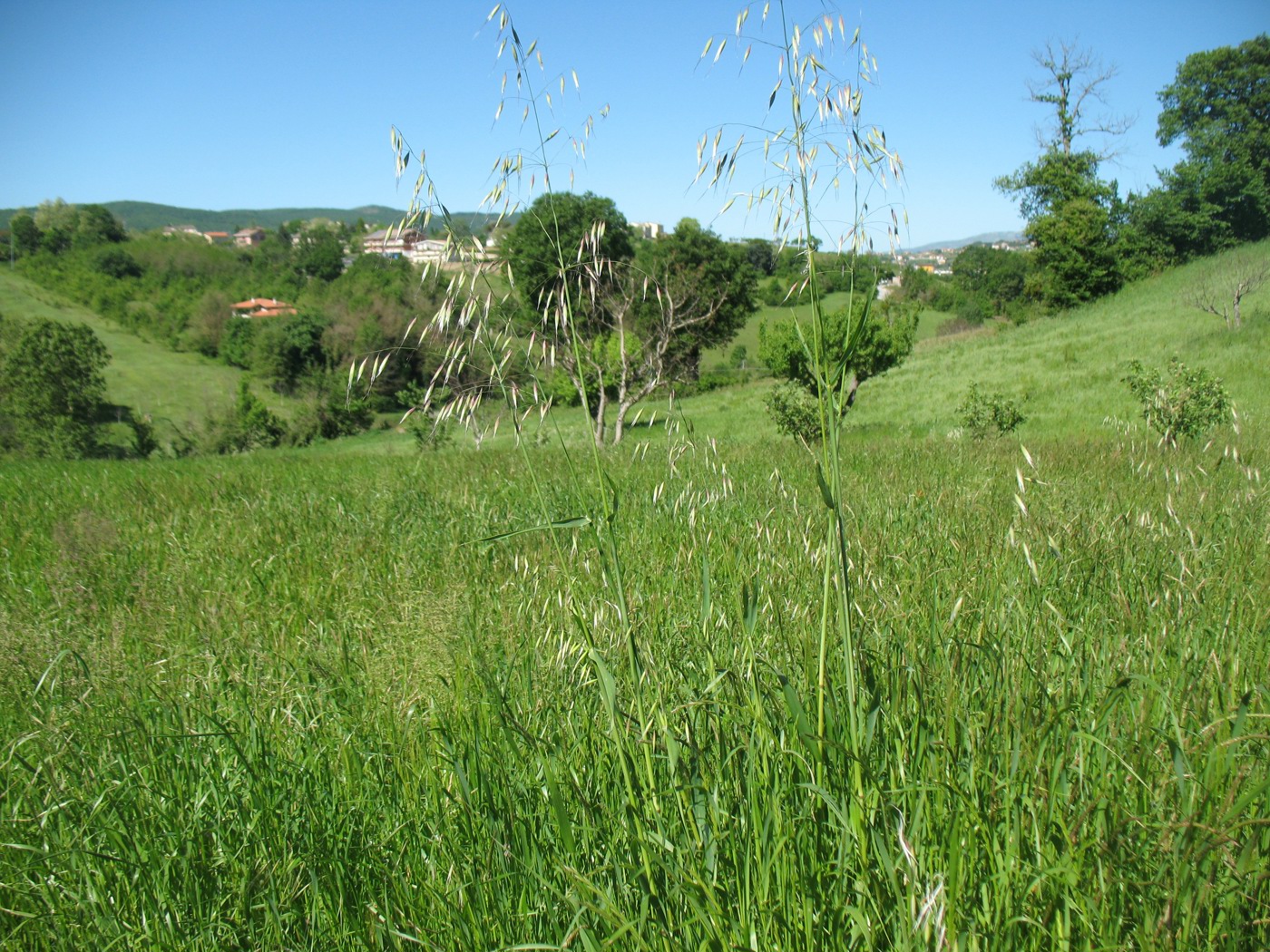 Terreno Agricolo in vendita a Campobasso