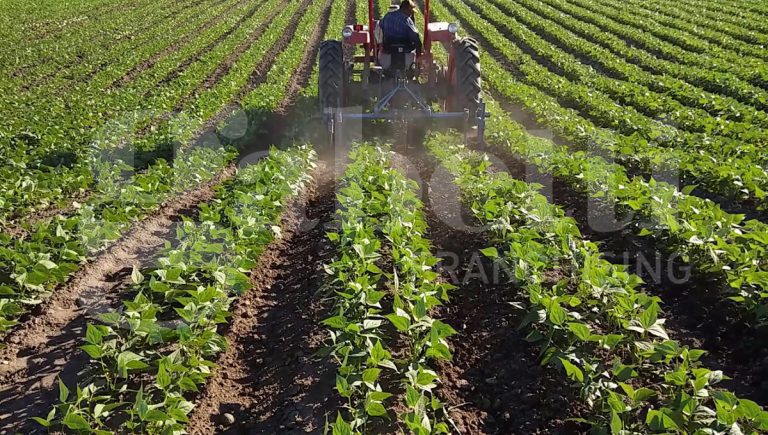 Terreno Agricolo in vendita a Camponogara