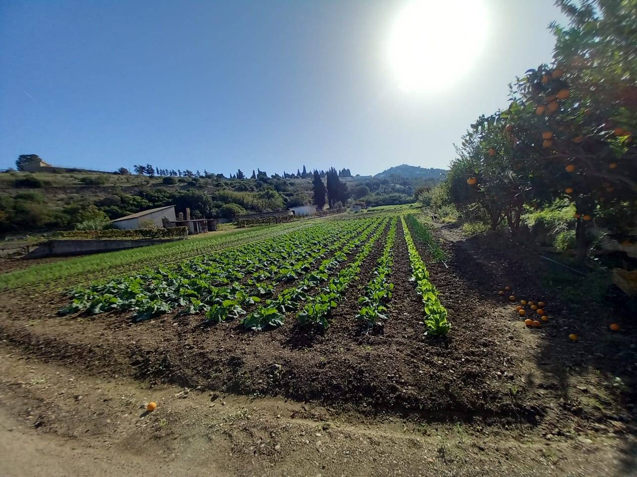 Terreno Agricolo in vendita a Ozieri