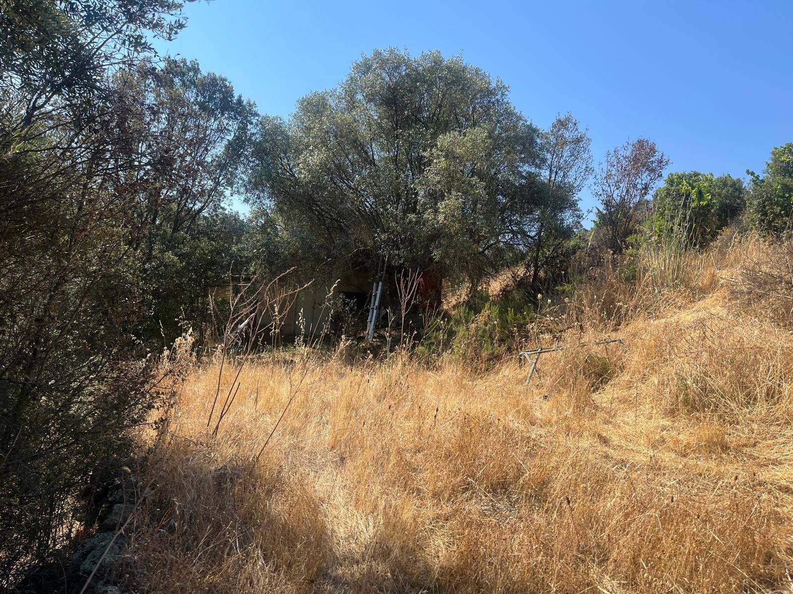 Terreno Agricolo in vendita a Monti