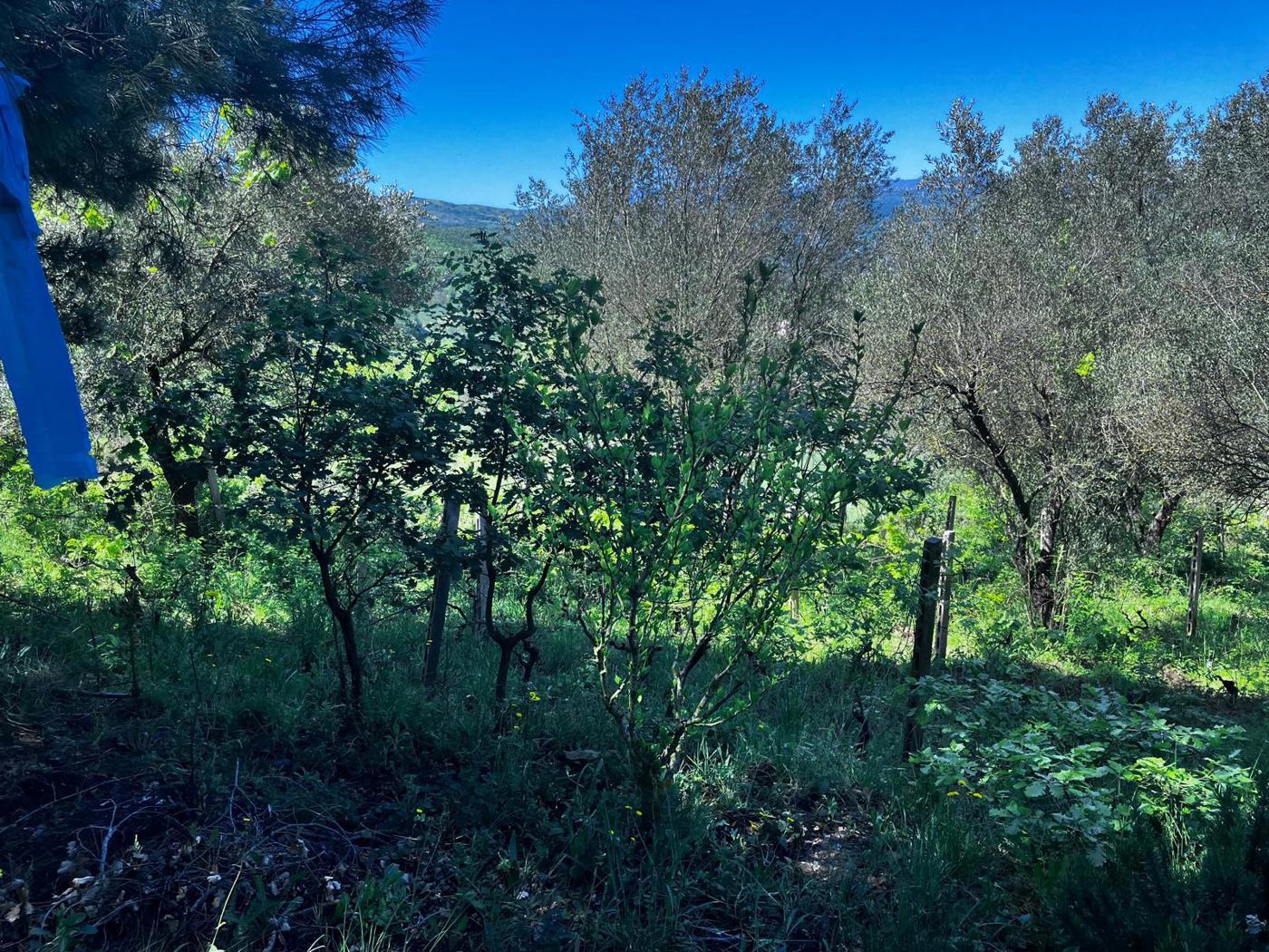 Casa indipendente arredata in affitto a Montagano