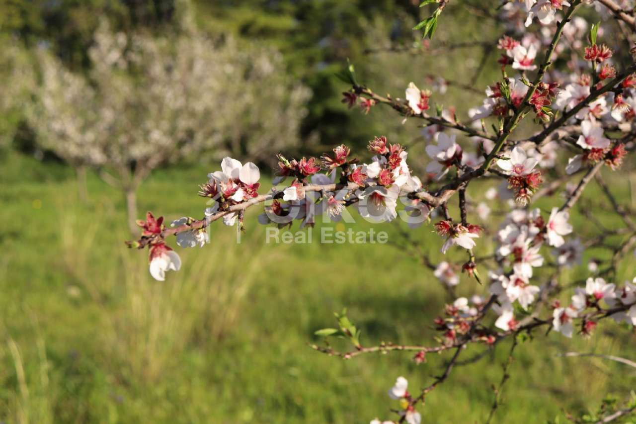 Terreno Agricolo in vendita a Noto, Casale