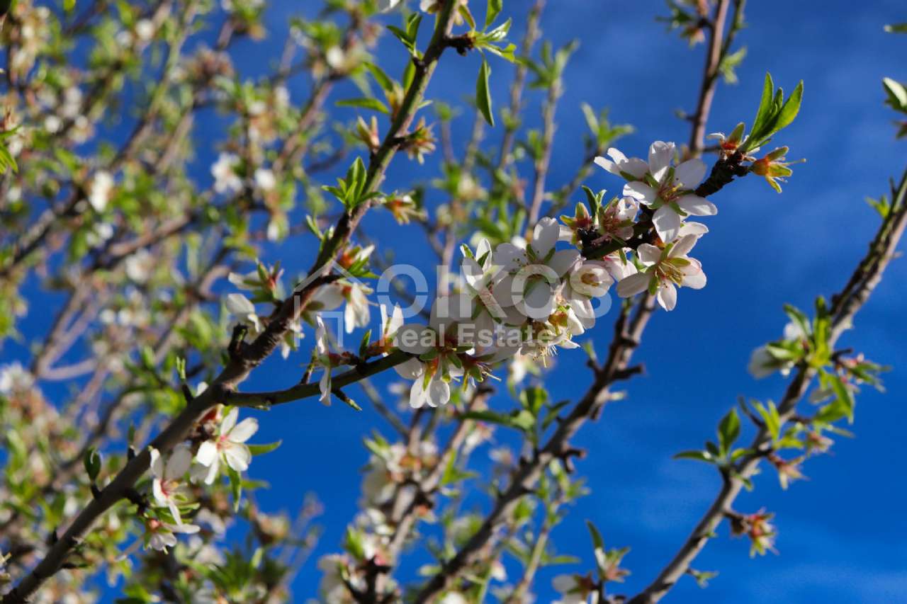 Terreno Agricolo in vendita a Noto, Casale