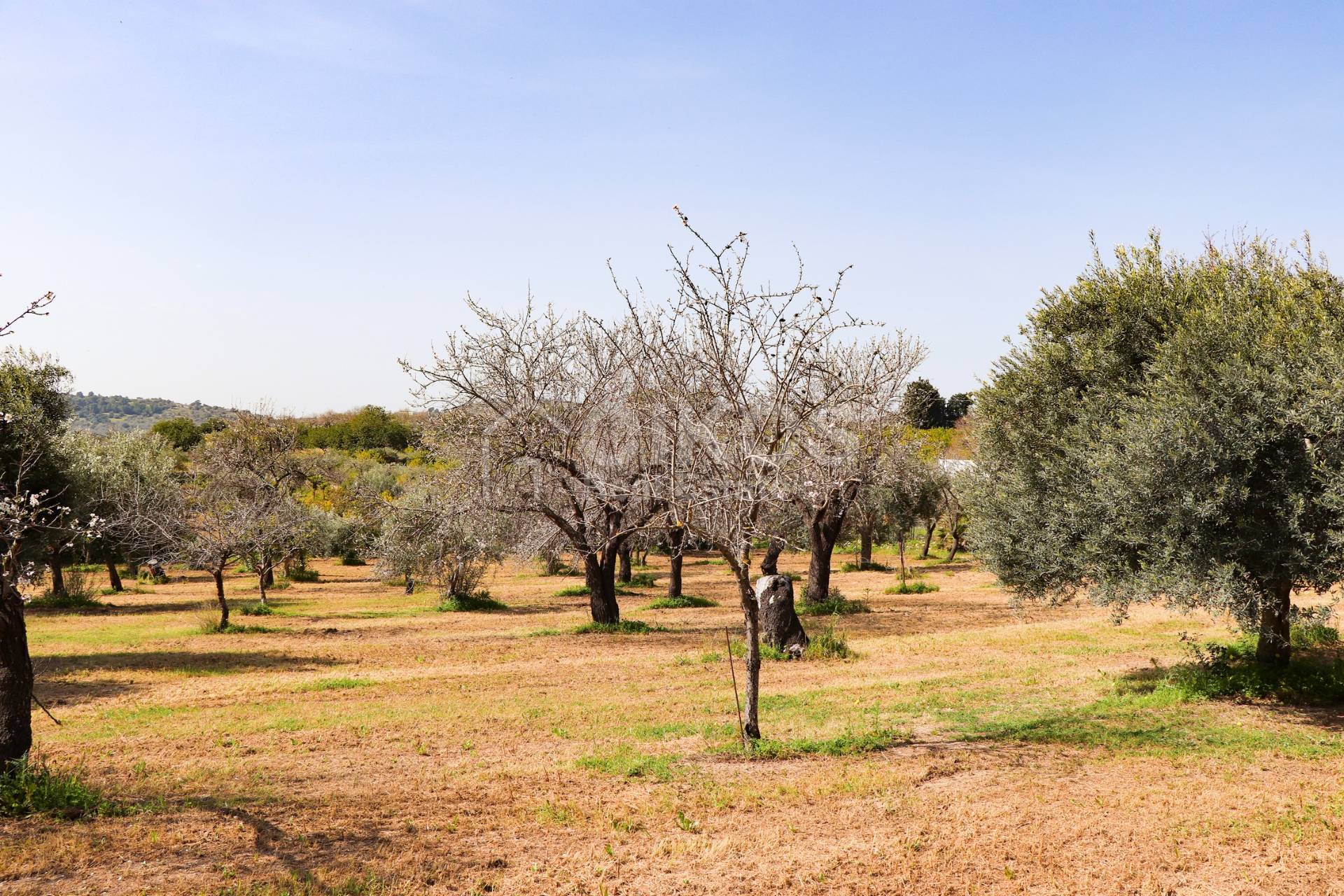 Terreno Agricolo in vendita a Noto, C.da Volpiglia