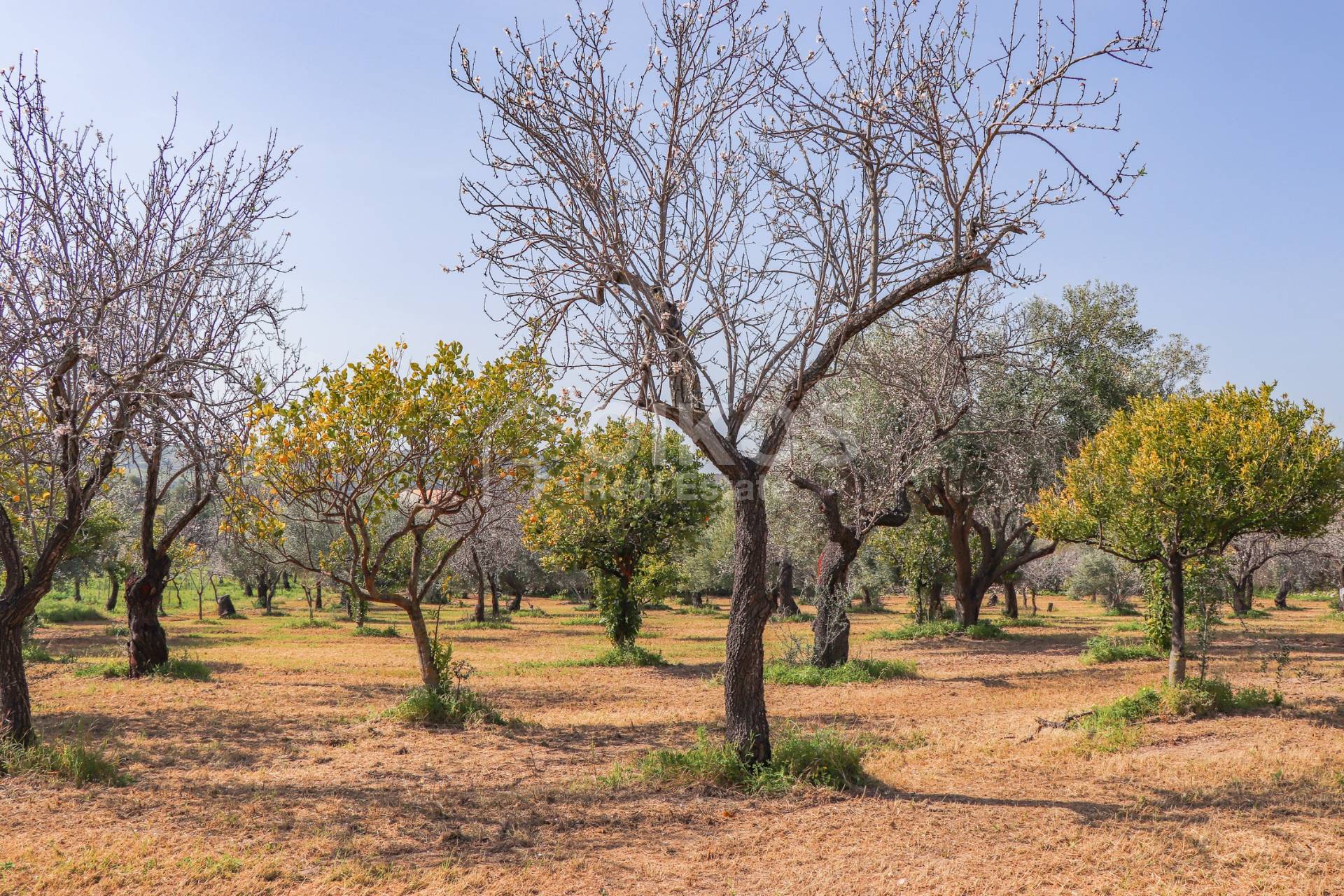 Terreno Agricolo in vendita a Noto, C.da Volpiglia