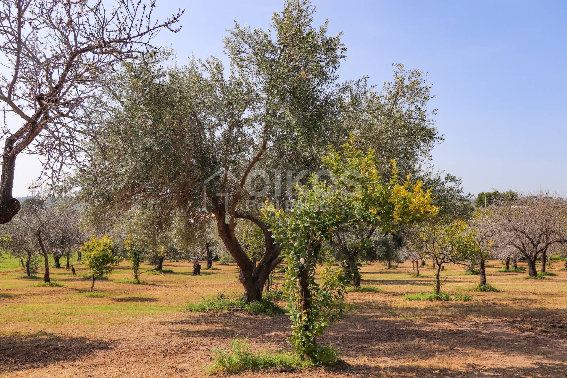 Terreno Agricolo in vendita a Noto, C.da Volpiglia