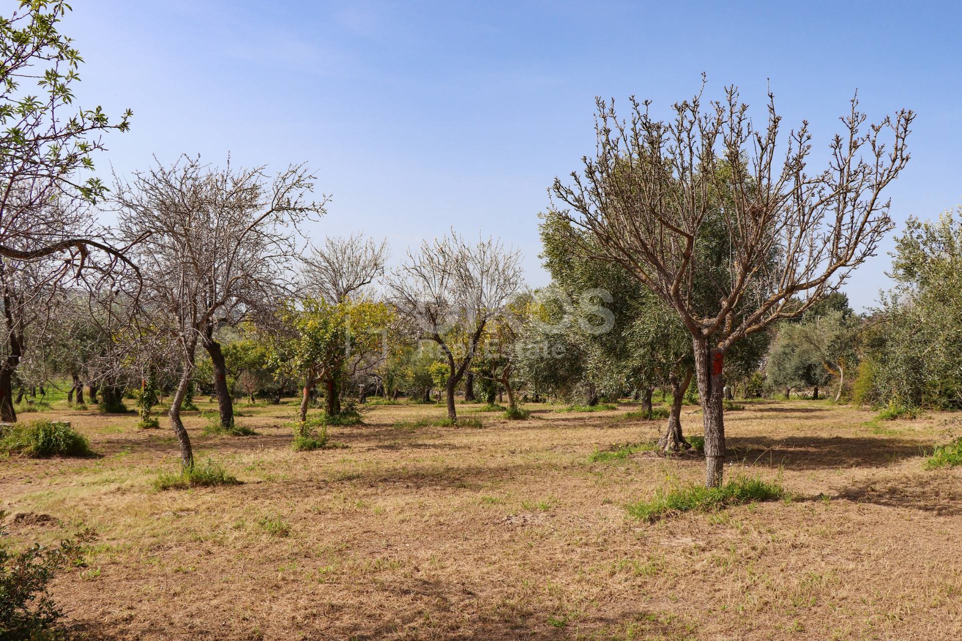 Terreno Agricolo in vendita a Noto, C.da Volpiglia
