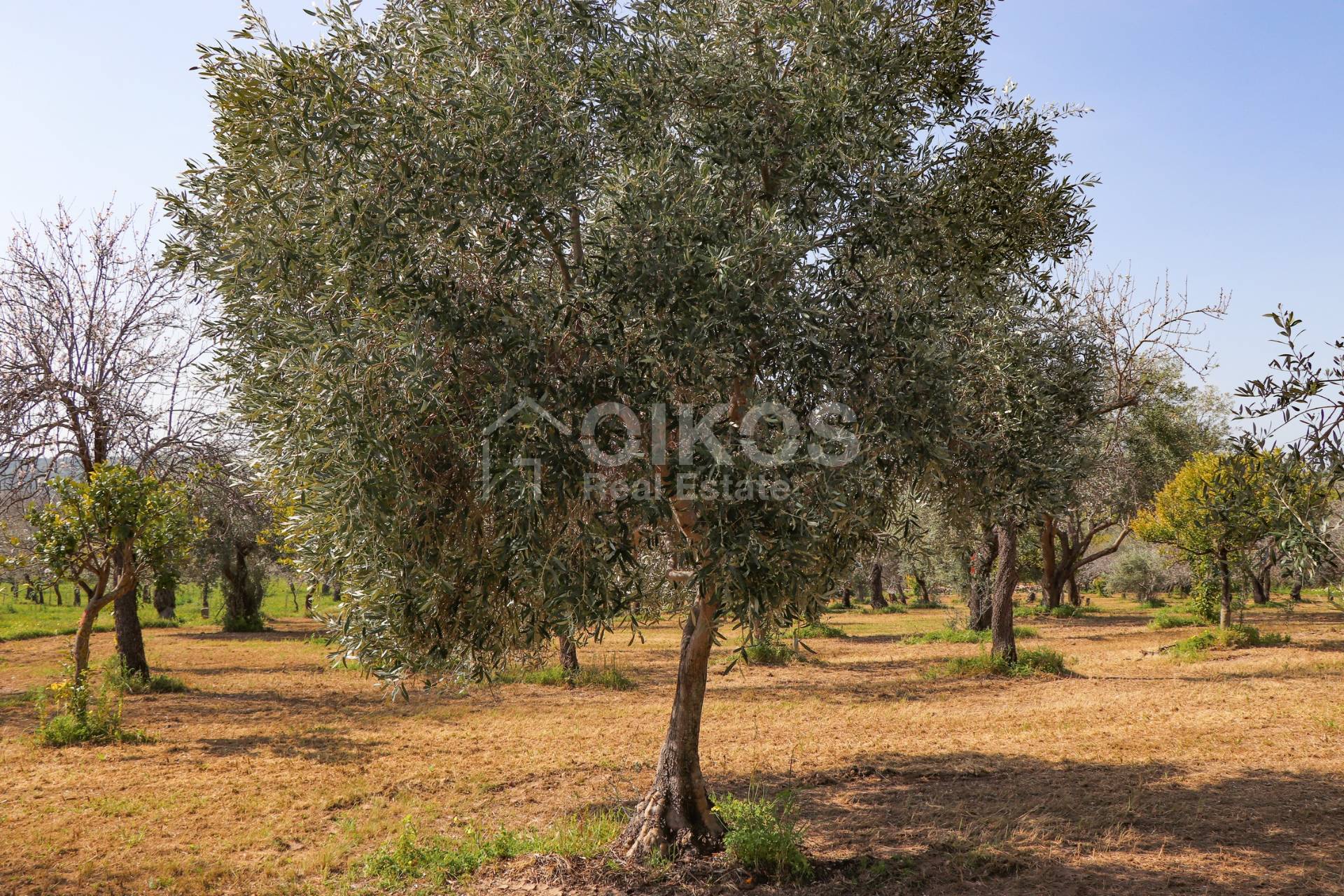 Terreno Agricolo in vendita a Noto, C.da Volpiglia