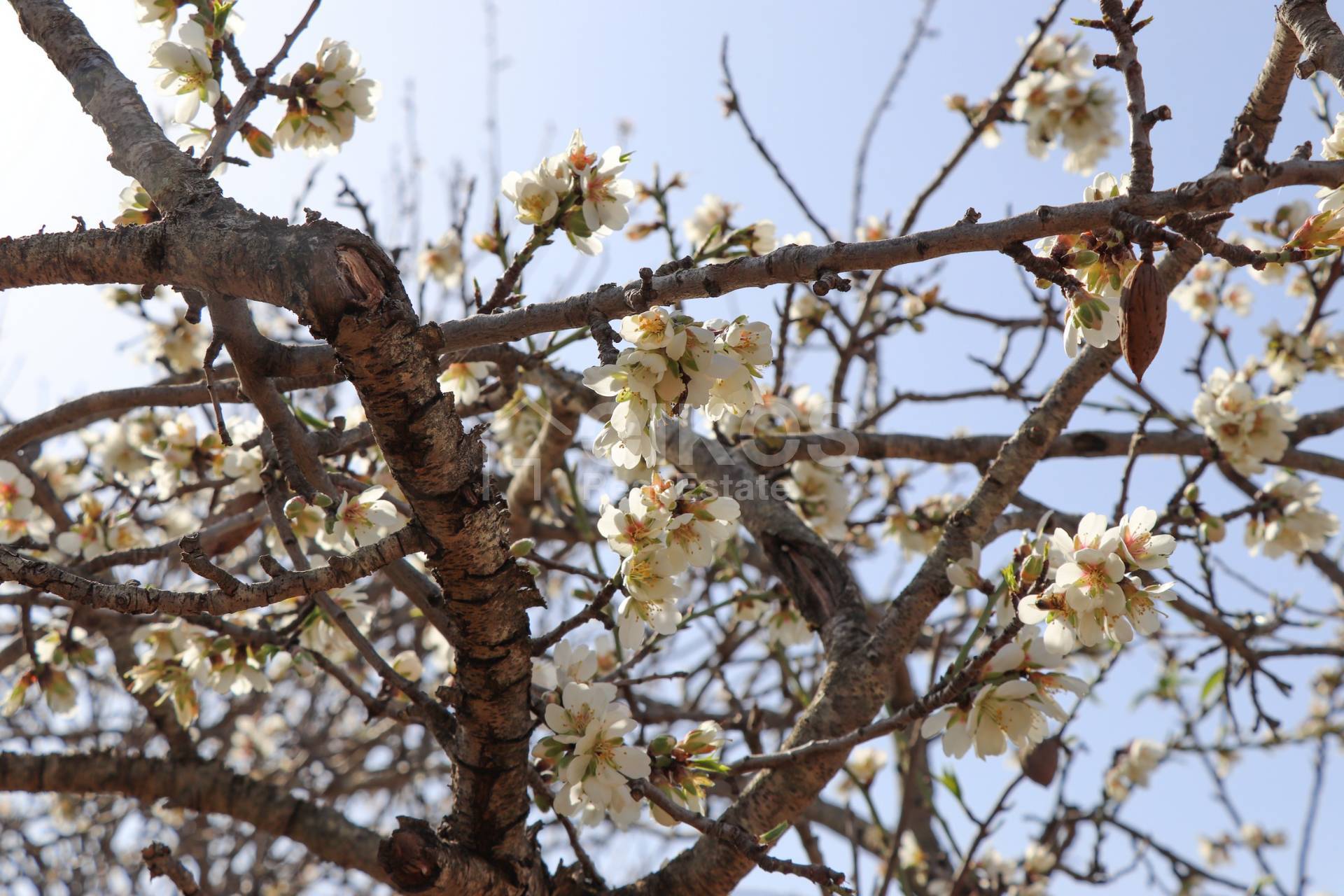 Terreno Agricolo in vendita a Noto, C.da Volpiglia