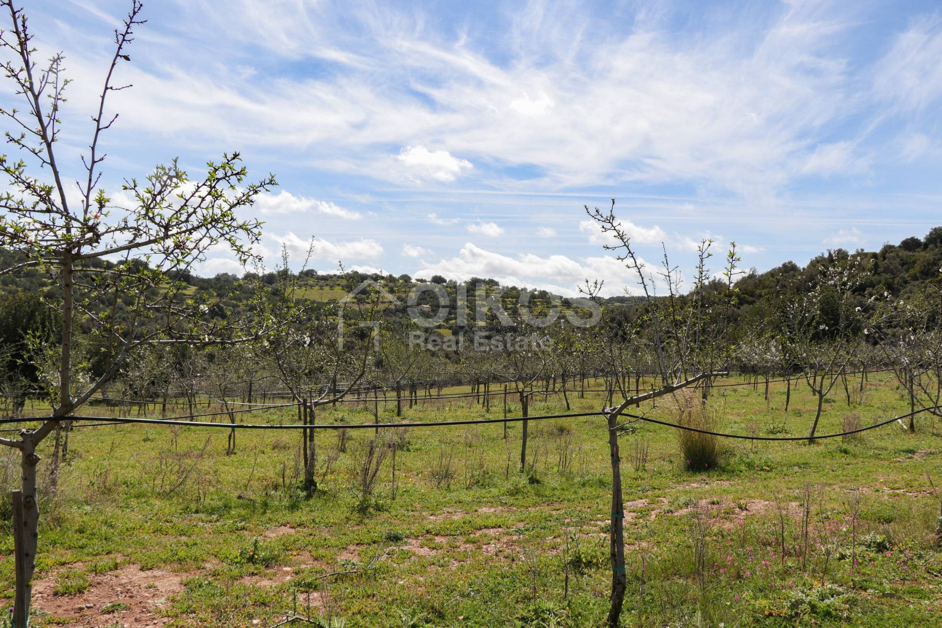 Terreno Agricolo in vendita a Noto, Colline Del Val Di Noto