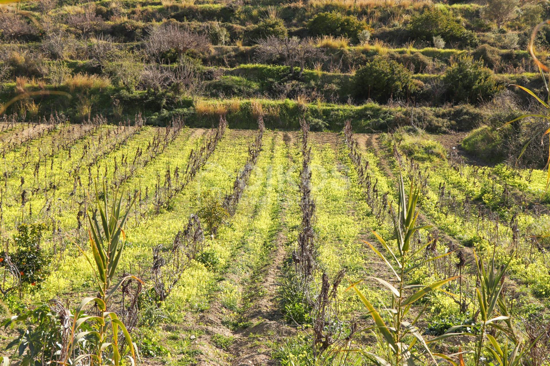Terreno Agricolo in vendita a Avola, C.da Bochini