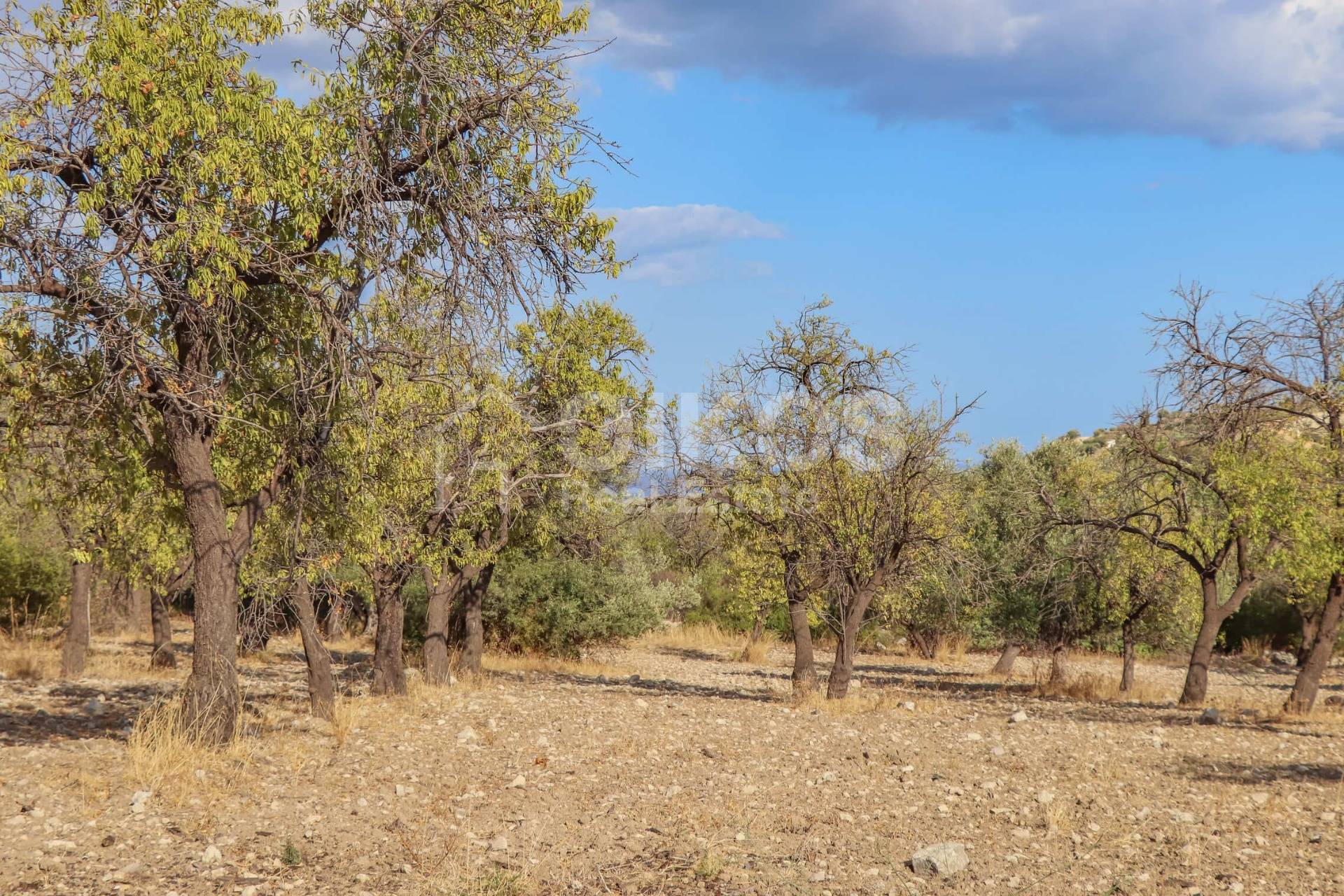 Terreno Agricolo in vendita a Avola, Bochini