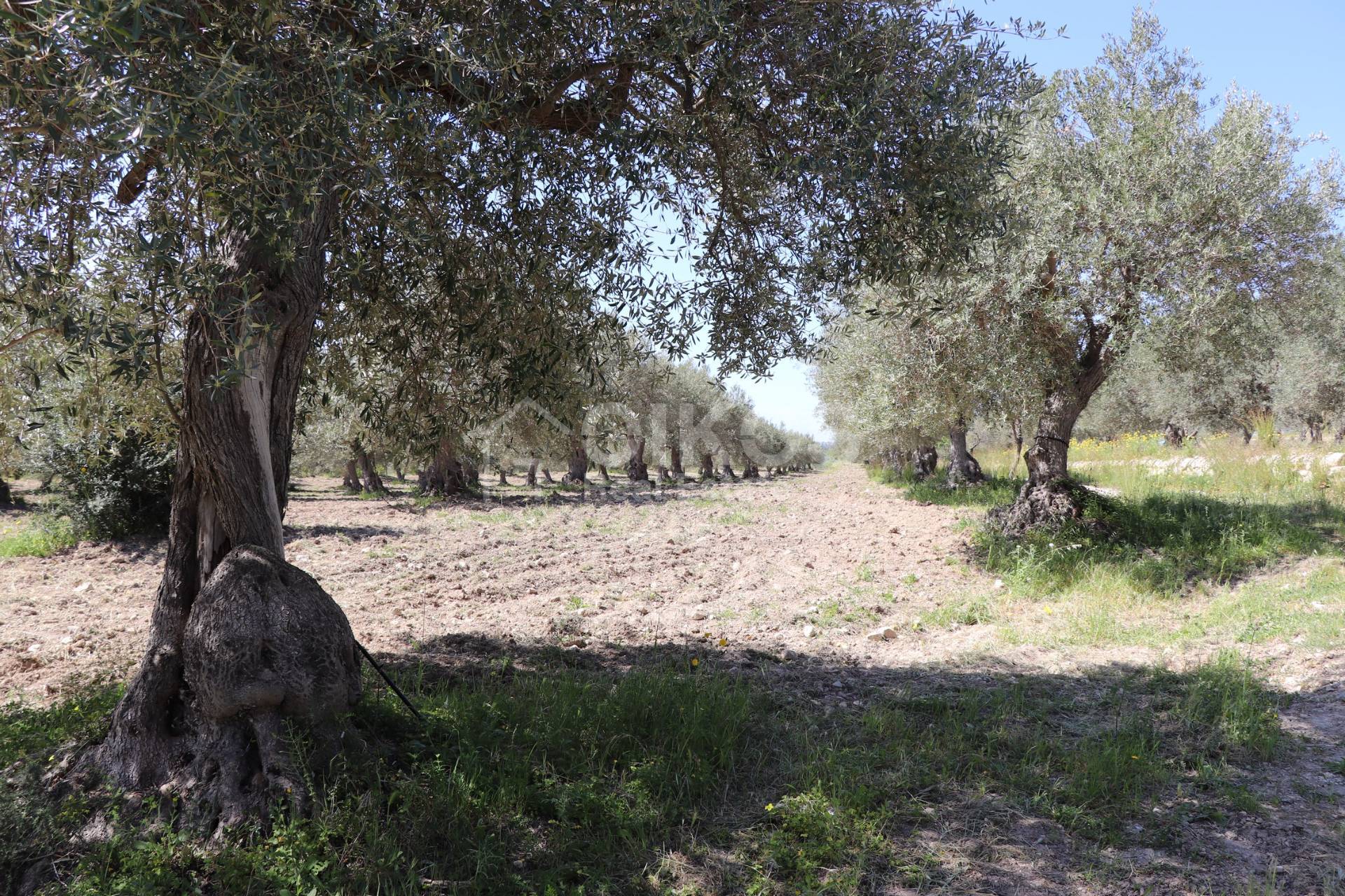 Terreno Agricolo in vendita a Noto, Tre Maiali