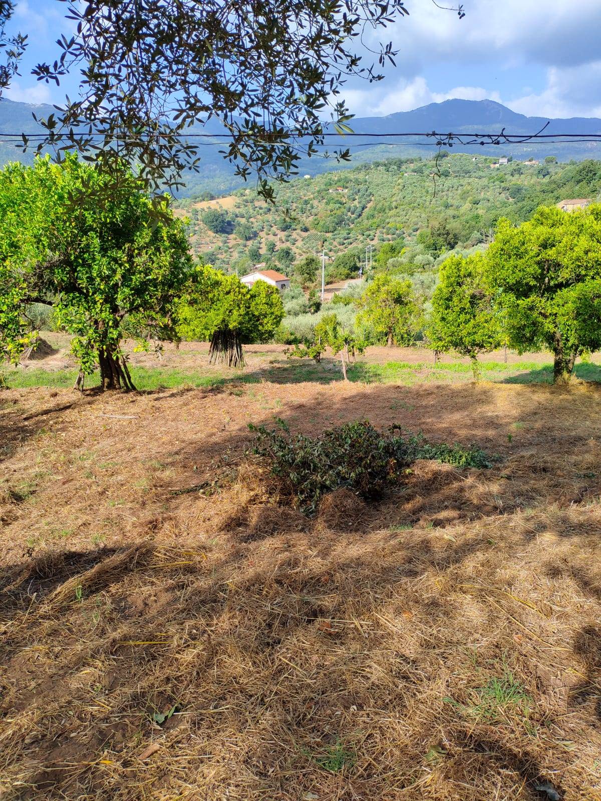 Terreno Agricolo in vendita a Castel San Lorenzo