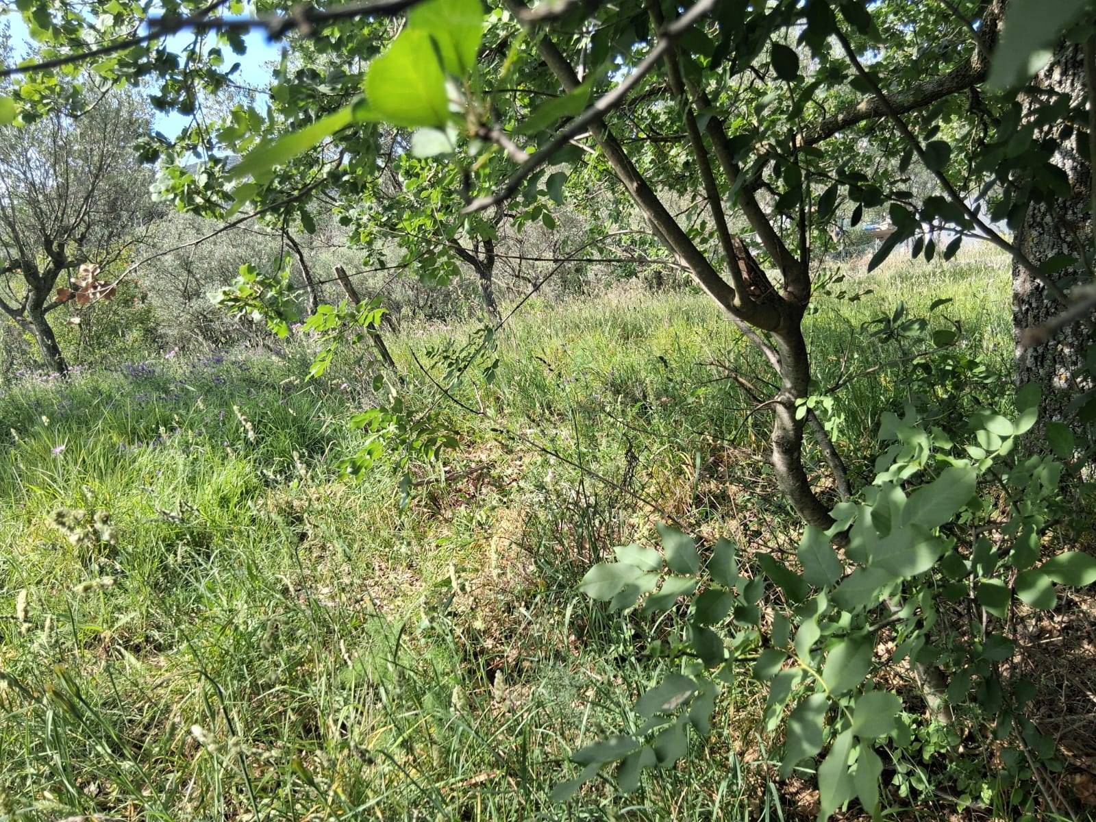 Terreno Agricolo in vendita a Capaccio Paestum