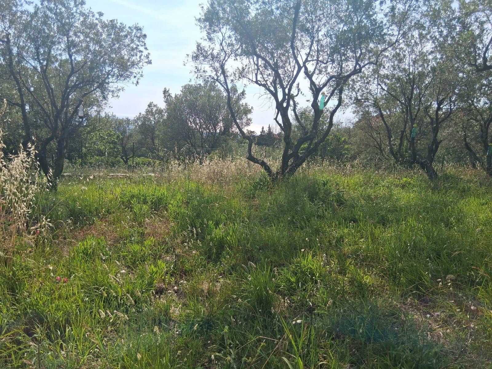 Terreno Agricolo in vendita a Capaccio Paestum