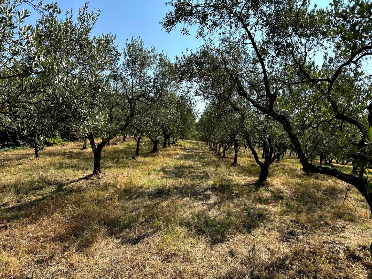 Rustico in vendita a Larciano