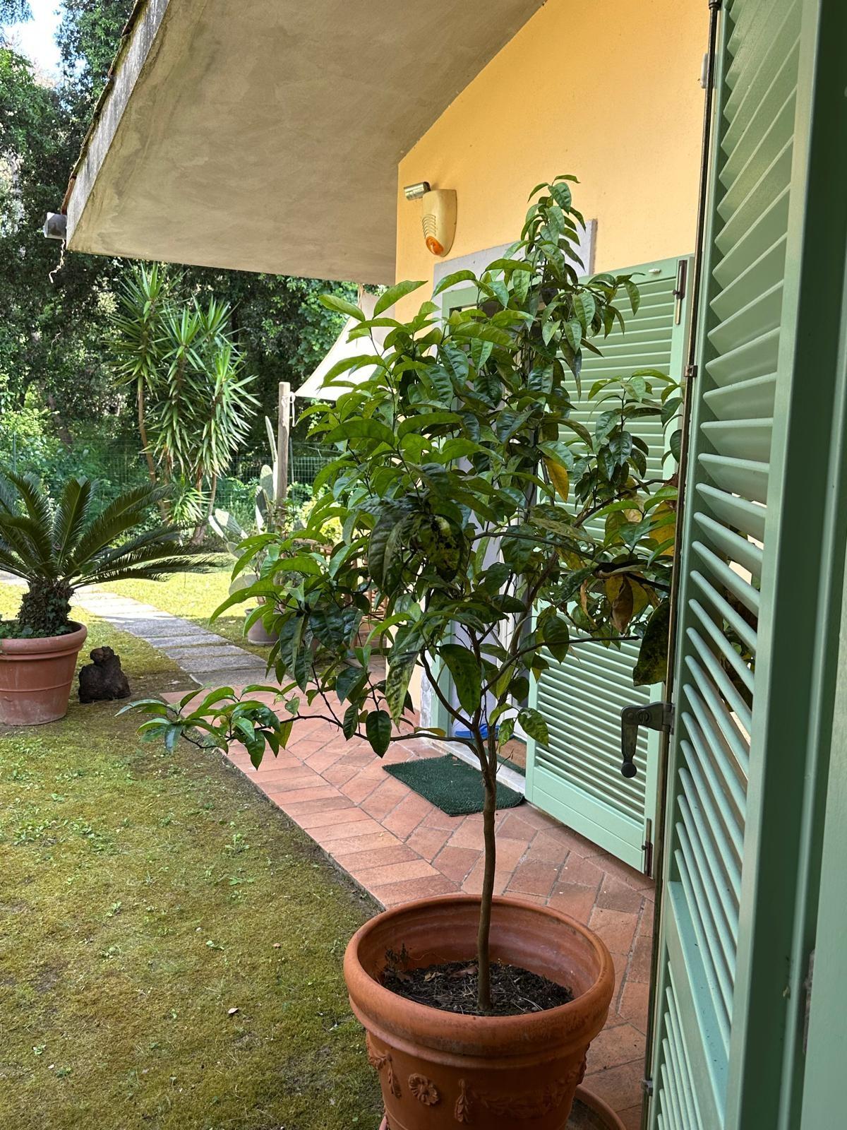 Villa con giardino, Massa ronchi