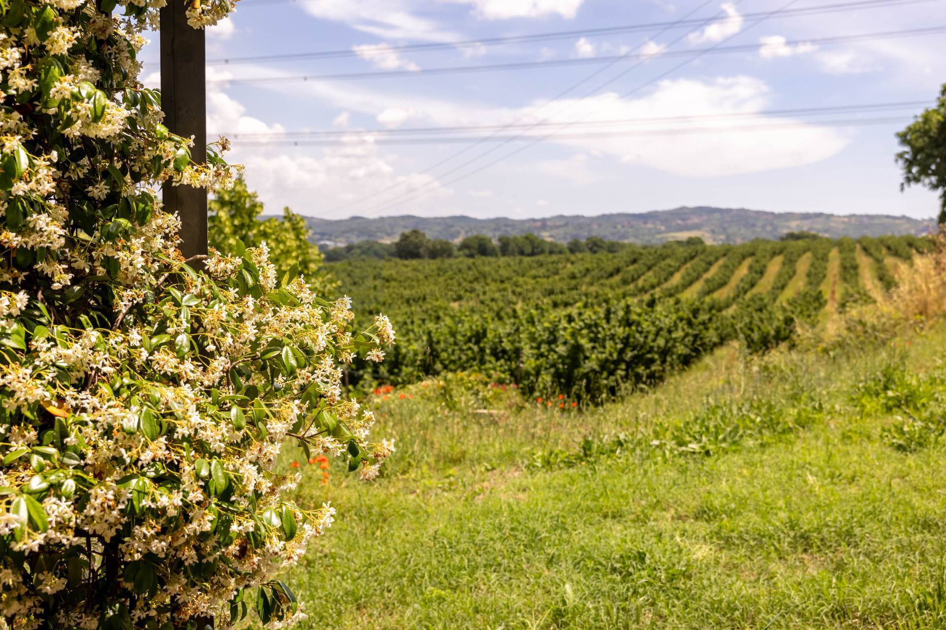 Appartamento in vendita a Nepi, Settevene