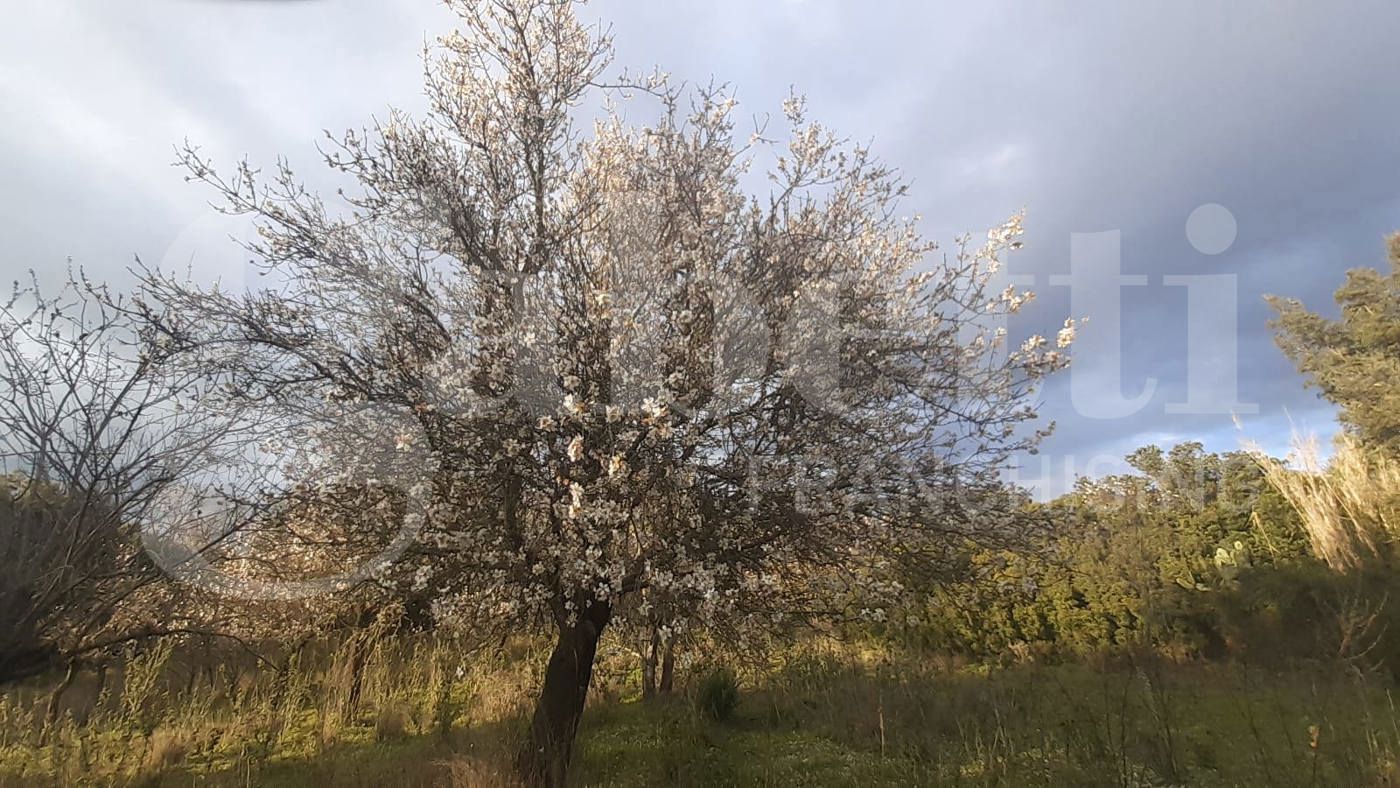 Terreno Agricolo in vendita a San Basilio