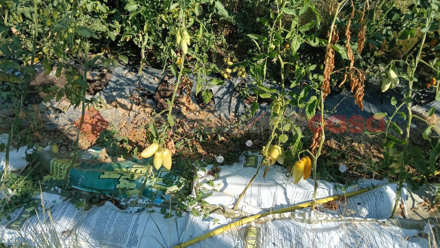 Terreno Agricolo in vendita a Scandicci