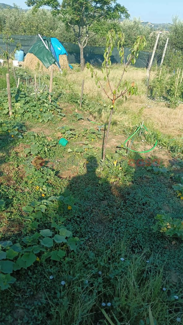 Terreno Agricolo in vendita a Scandicci