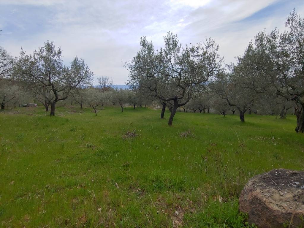 immagine annuncio 3 di 6