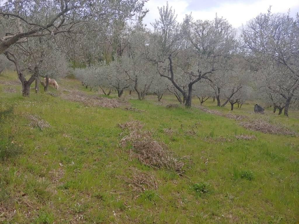 immagine annuncio 4 di 6