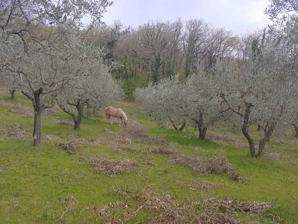 immagine annuncio 5 di 6
