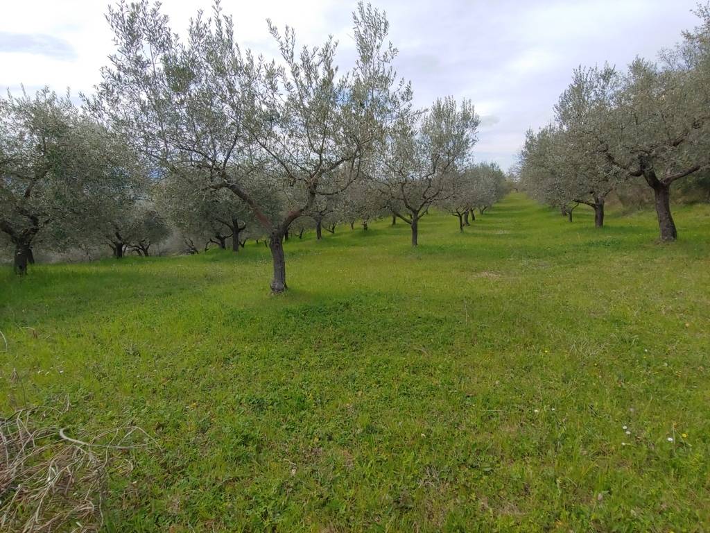 Terreno Agricolo in vendita a Assisi, Rocca Sant'Angelo