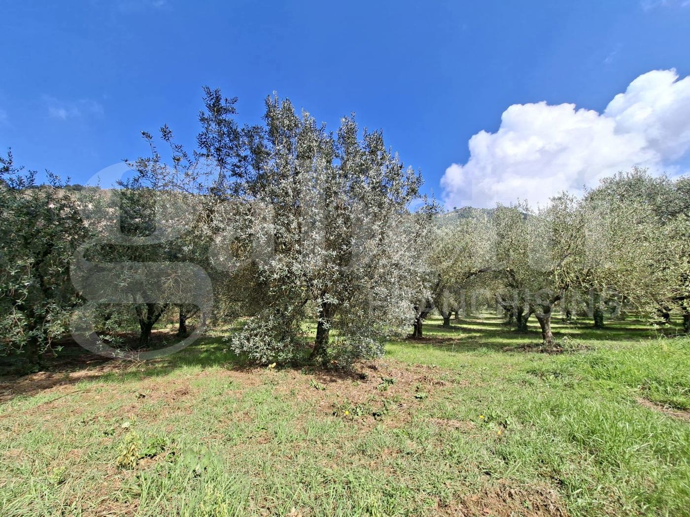 Terreno Agricolo in vendita a Vairano Patenora