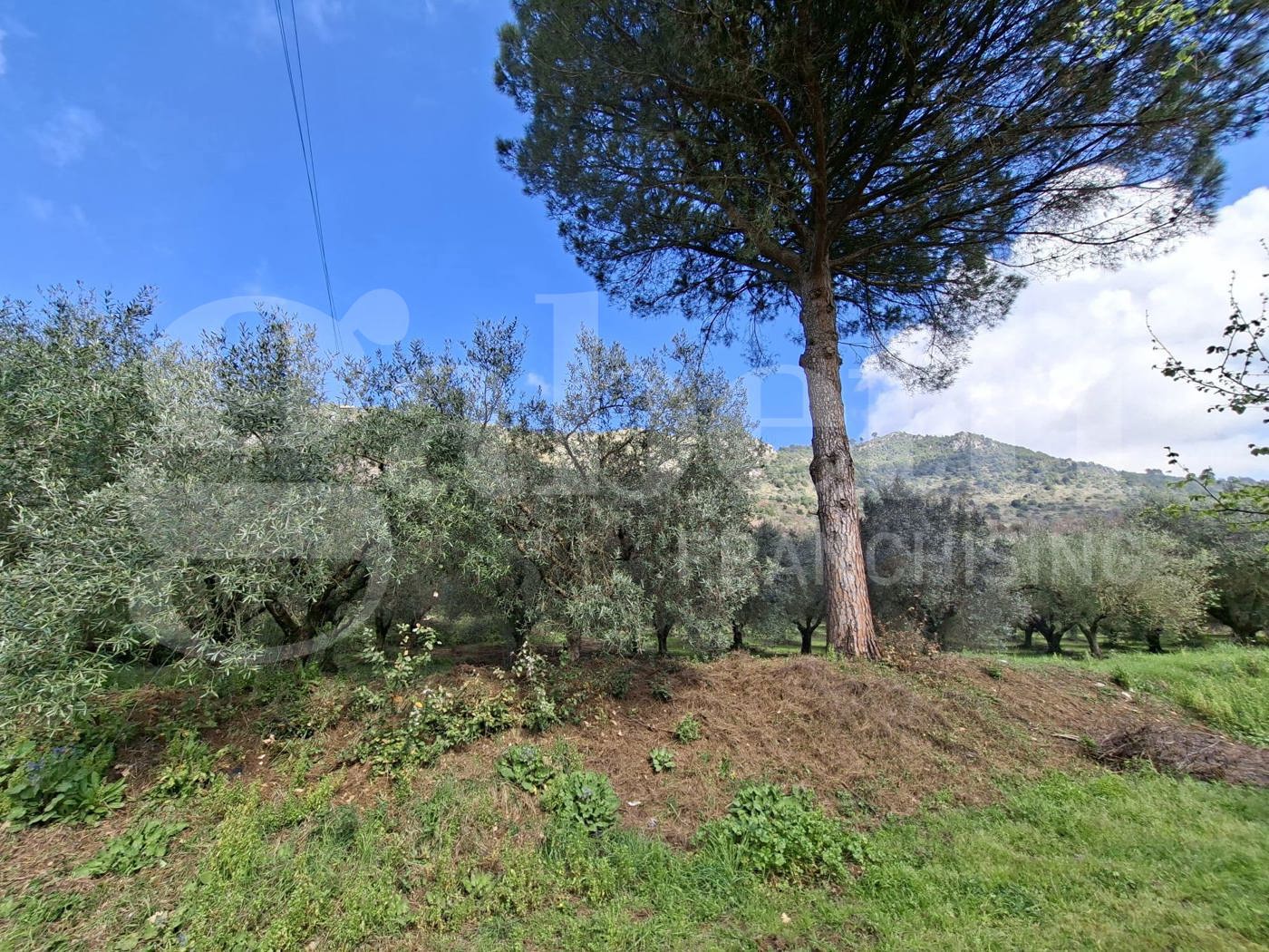 Terreno Agricolo in vendita a Vairano Patenora
