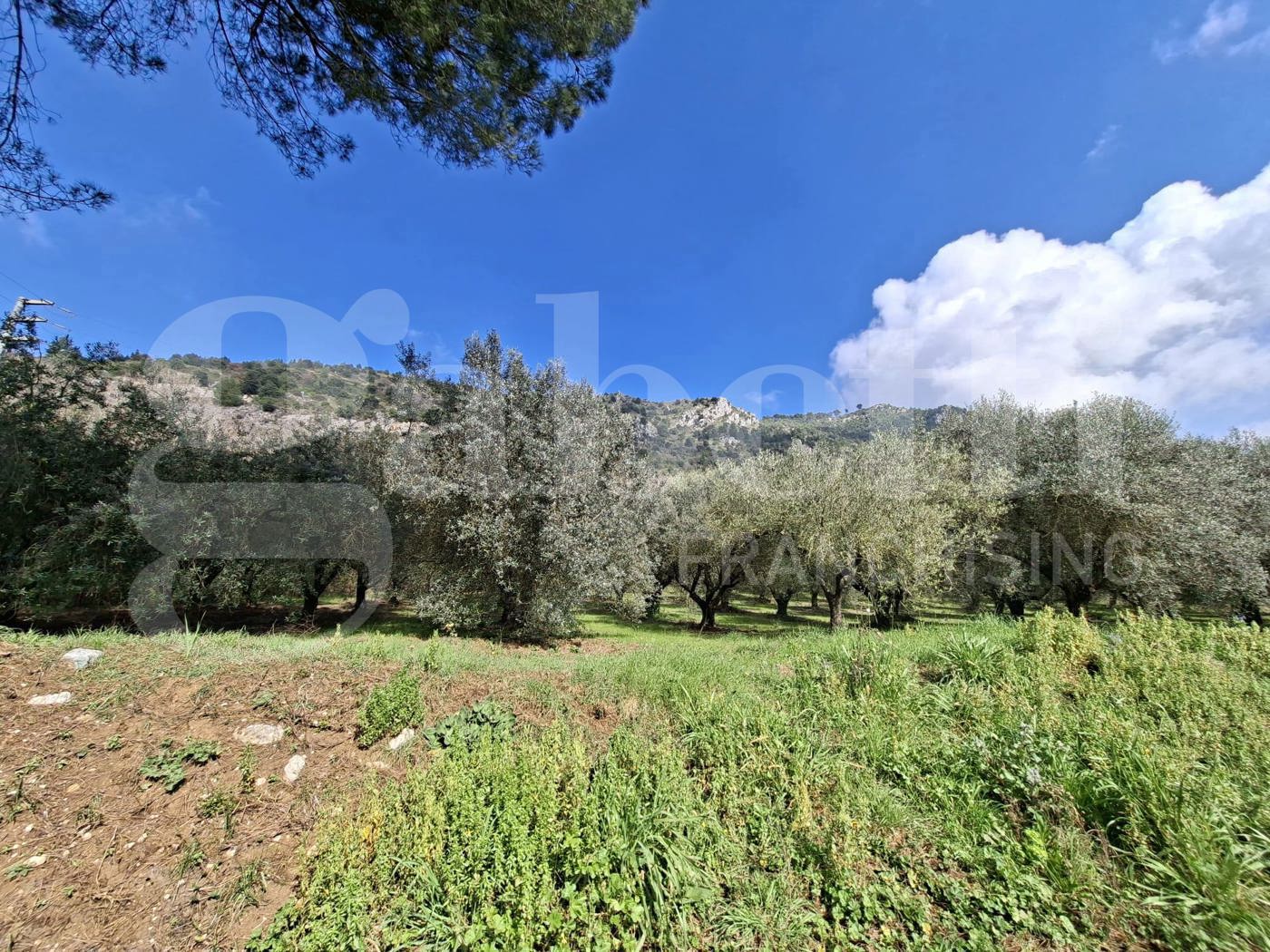Terreno Agricolo in vendita a Vairano Patenora
