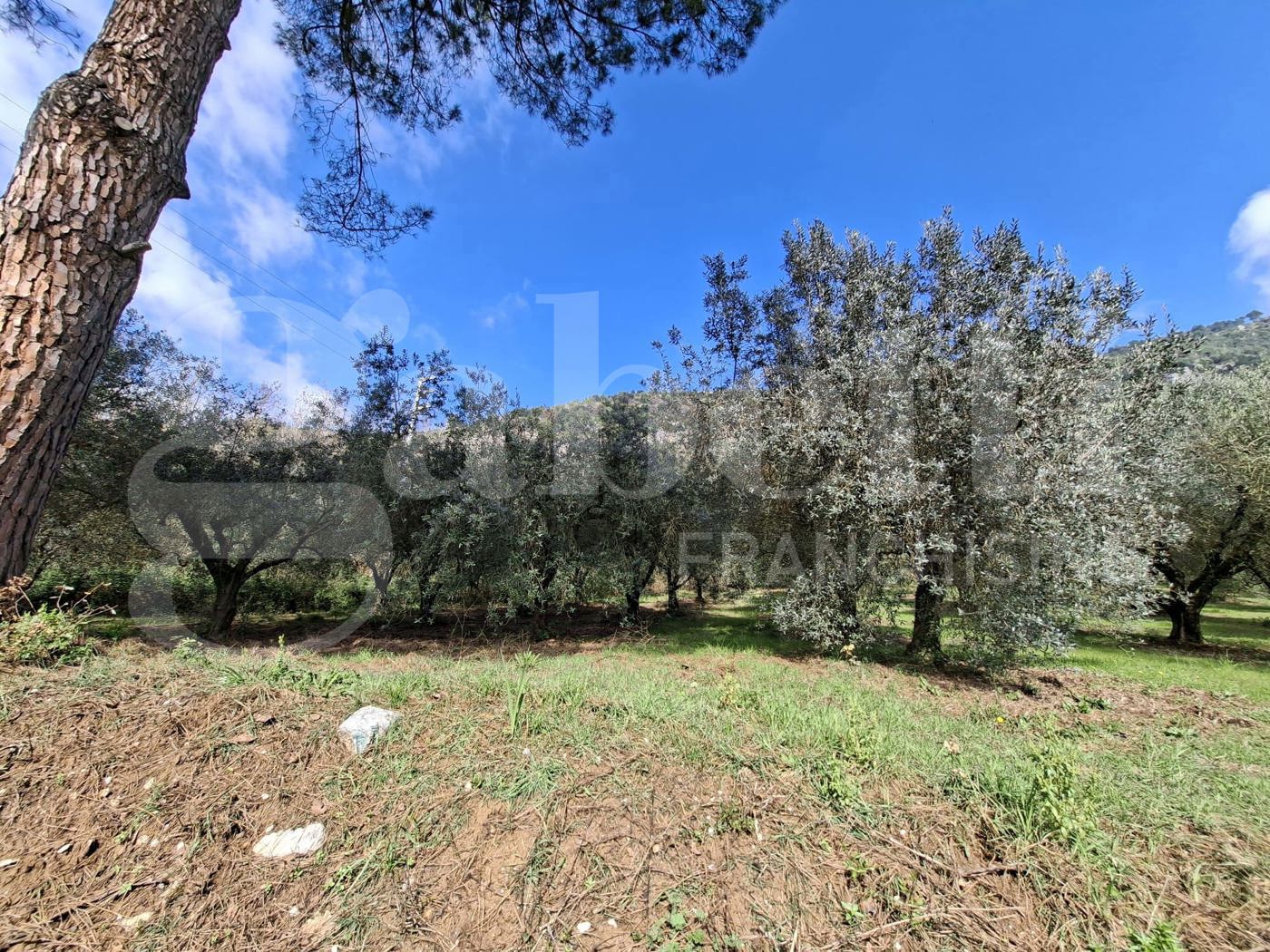 Terreno Agricolo in vendita a Vairano Patenora