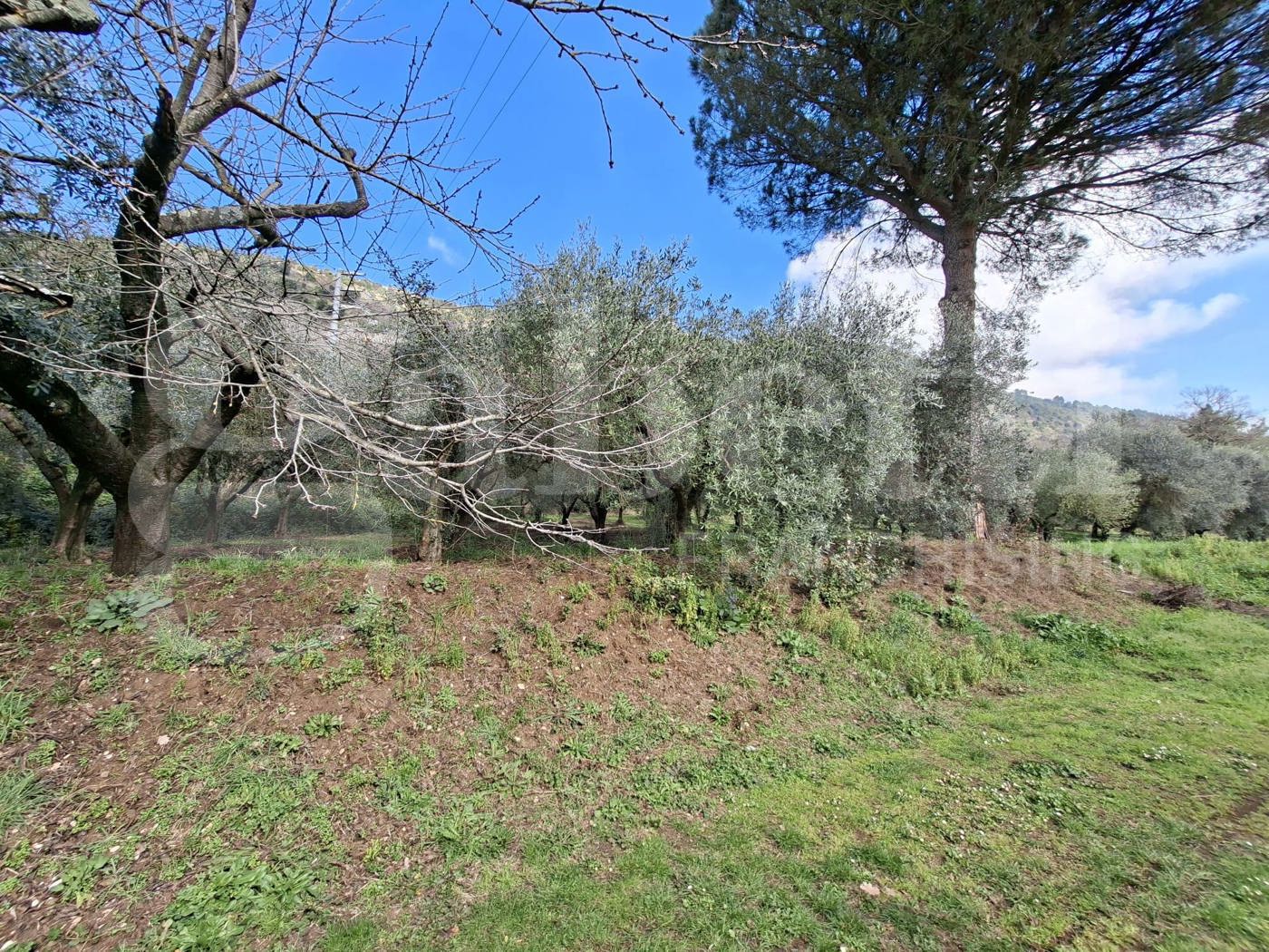 Terreno Agricolo in vendita a Vairano Patenora