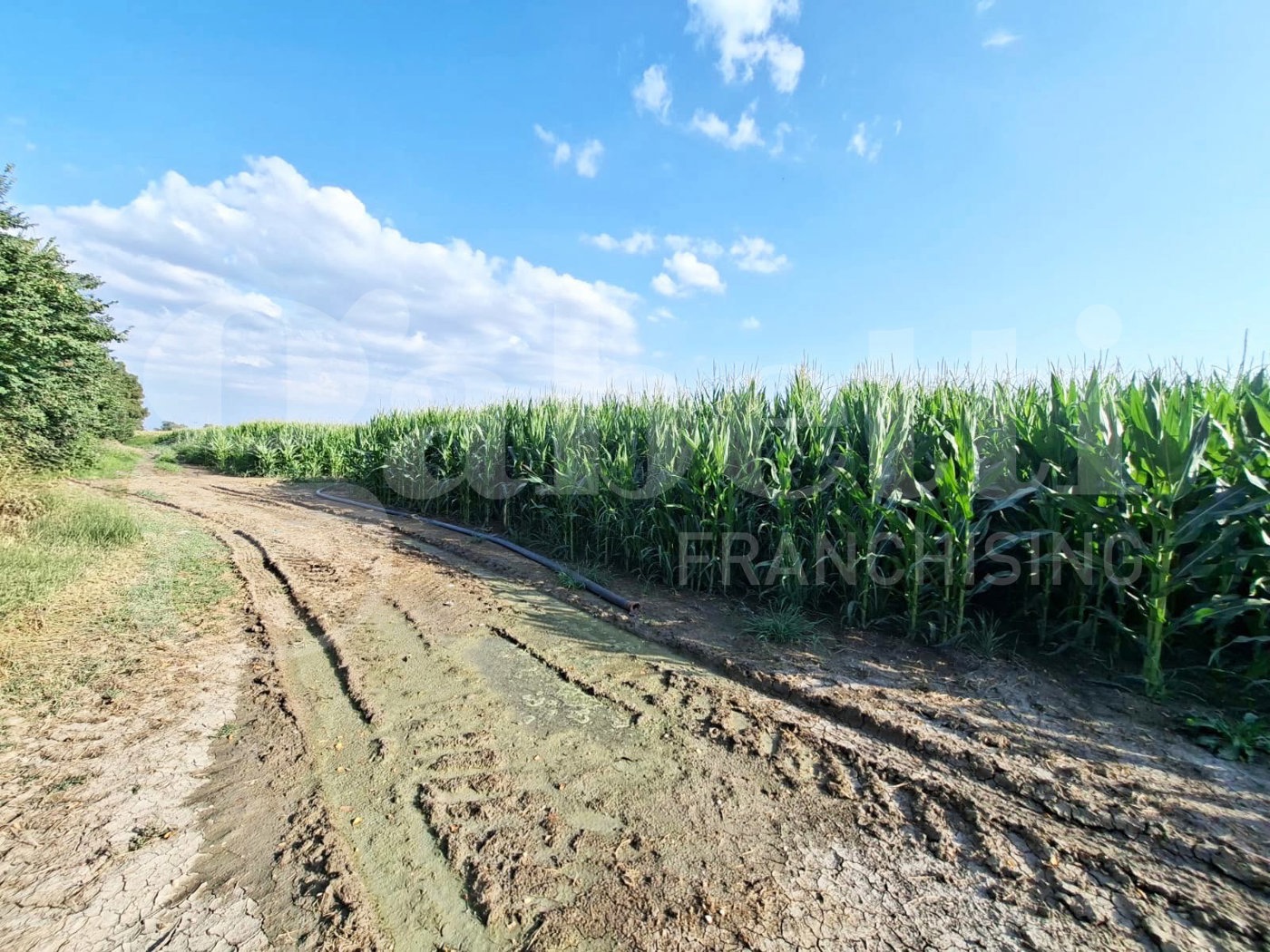 Terreno Agricolo in vendita a Santa Maria La Fossa