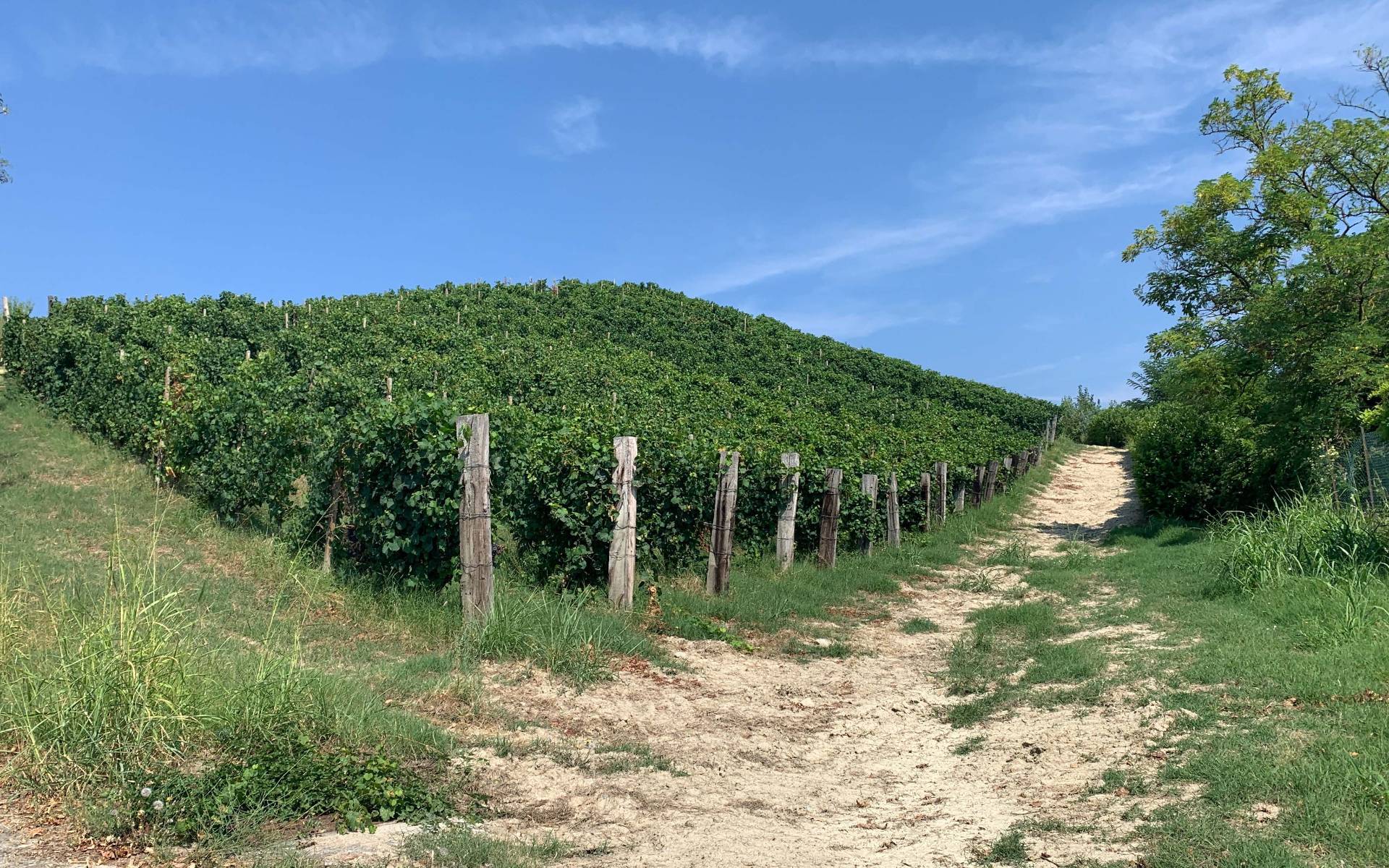 Terreno agricolo in vendita a Montabone
