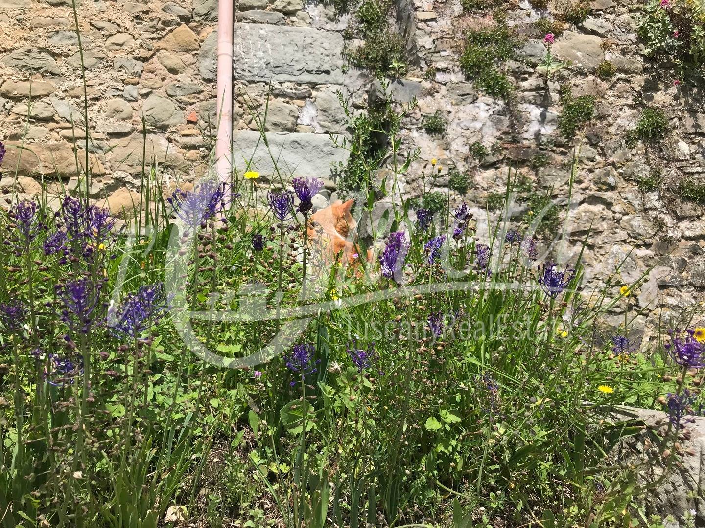 Casa semindipendente in vendita a Coreglia Antelminelli, Tereglio