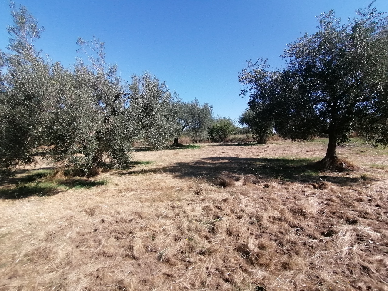 Terreno con giardino a Pitigliano