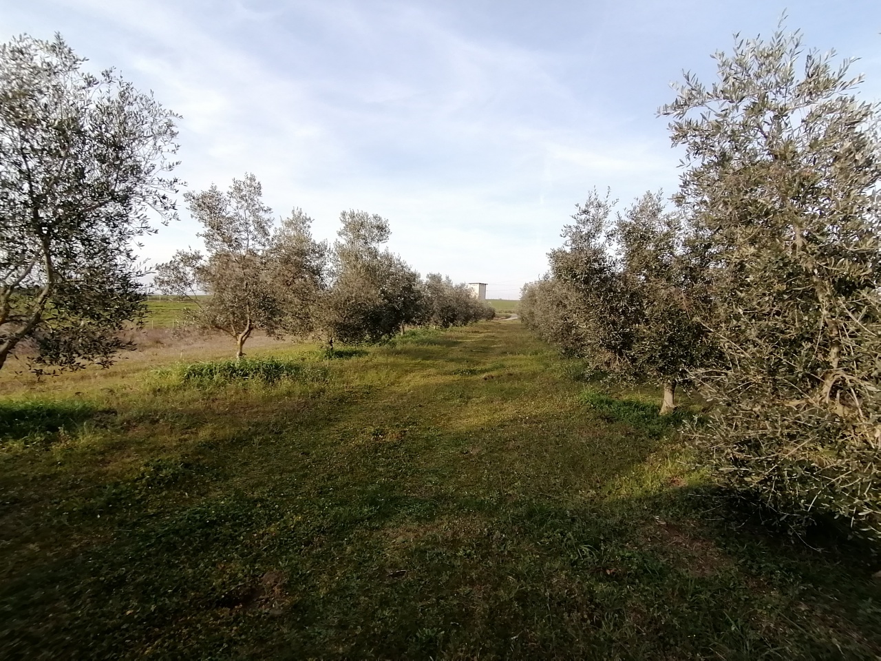 Terreno con giardino a Pitigliano