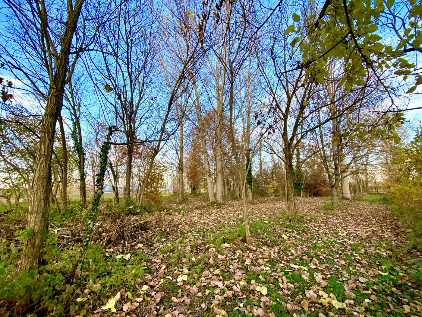 Rustico da ristrutturare a Villa Estense